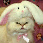 10990557_395475470631361_1892521320_a