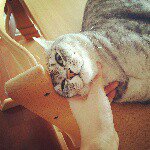 11327854_1446026229044903_1548946598_a