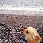 11189856_643820825719249_656349064_a