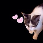 11355973_1595966870686026_1060683345_a