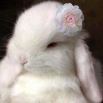 11313347_487004758114570_1432875321_a