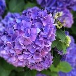 10448943_743524682378761_909898735_a