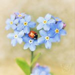 11116812_661047614040533_1095967735_a