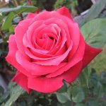 11264224_797851860311483_1514251942_a