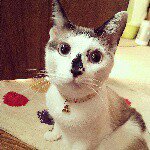 10990644_443645122452408_188952204_a