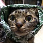 11078773_1541069419500942_1226435932_a