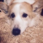 10899144_358936380952954_1637043615_a