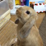 11111243_965332096818909_1406200835_a