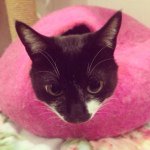 11084673_657233837714734_310415347_a