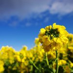 11084973_1548773288716219_367150601_a