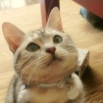 10843830_1580423448856436_392447848_a