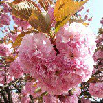 11142376_1436671329978687_1386493907_a