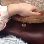 11055419_705445052901120_480288335_a