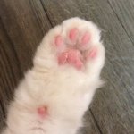 10549625_879698685376697_796543910_a