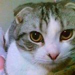 1740472_948853221809906_1117999681_a