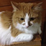 10608045_1554066368148914_110606236_a