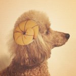 10864713_693814394069706_374218422_a