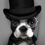 10903428_895871237145067_184307423_a