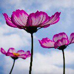 10643790_627271197390181_1345202563_a