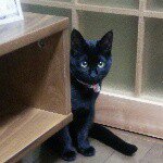 11376033_829231050460174_1222630094_a