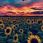 10424482_359465674206899_850921617_a