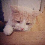 10608120_901224716558712_499421145_a