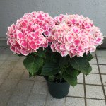 11374693_1636194186599342_1475555772_a