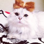 11015576_1556467691288578_1684306844_a