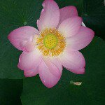 Profile_357204850_75sq_1378169366