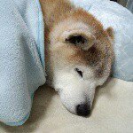 11205674_105255413140195_1686831504_a