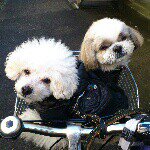 Profile_404047644_75sq_1370271836