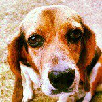 10693718_737807836284968_2013622045_a