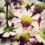 11257128_1443509025944421_203025765_a