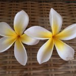 11283324_808478289206326_1600841755_a