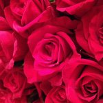 11117010_1586076594982768_1267306264_a