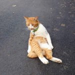 10755802_399029943584283_634423148_a