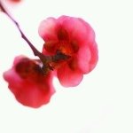 Profile_770215928_75sq_1386501216