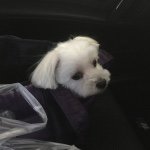 11259338_1607907182788477_697461002_a