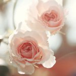 11008085_1049966985019476_239402630_a