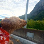 11024336_939467286087023_1989005263_a