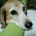 10948252_1551178615124190_2033033614_a