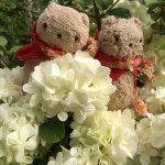 10954680_1399319247041964_1066267882_a