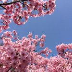 11195858_1743246225901633_1757462441_a