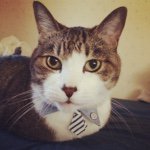 11311644_1448818392079230_266294596_a