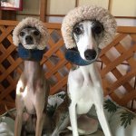 10954803_1537757066509439_1410187293_a