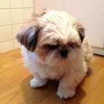 Profile_248909874_75sq_1366864104