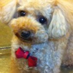 Profile_341848013_75sq_1364905384