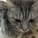 11007826_411238302386844_548650267_a