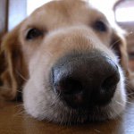 10808768_290241074501255_473973867_a