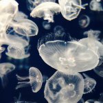 10817686_1527703704183133_524654635_a